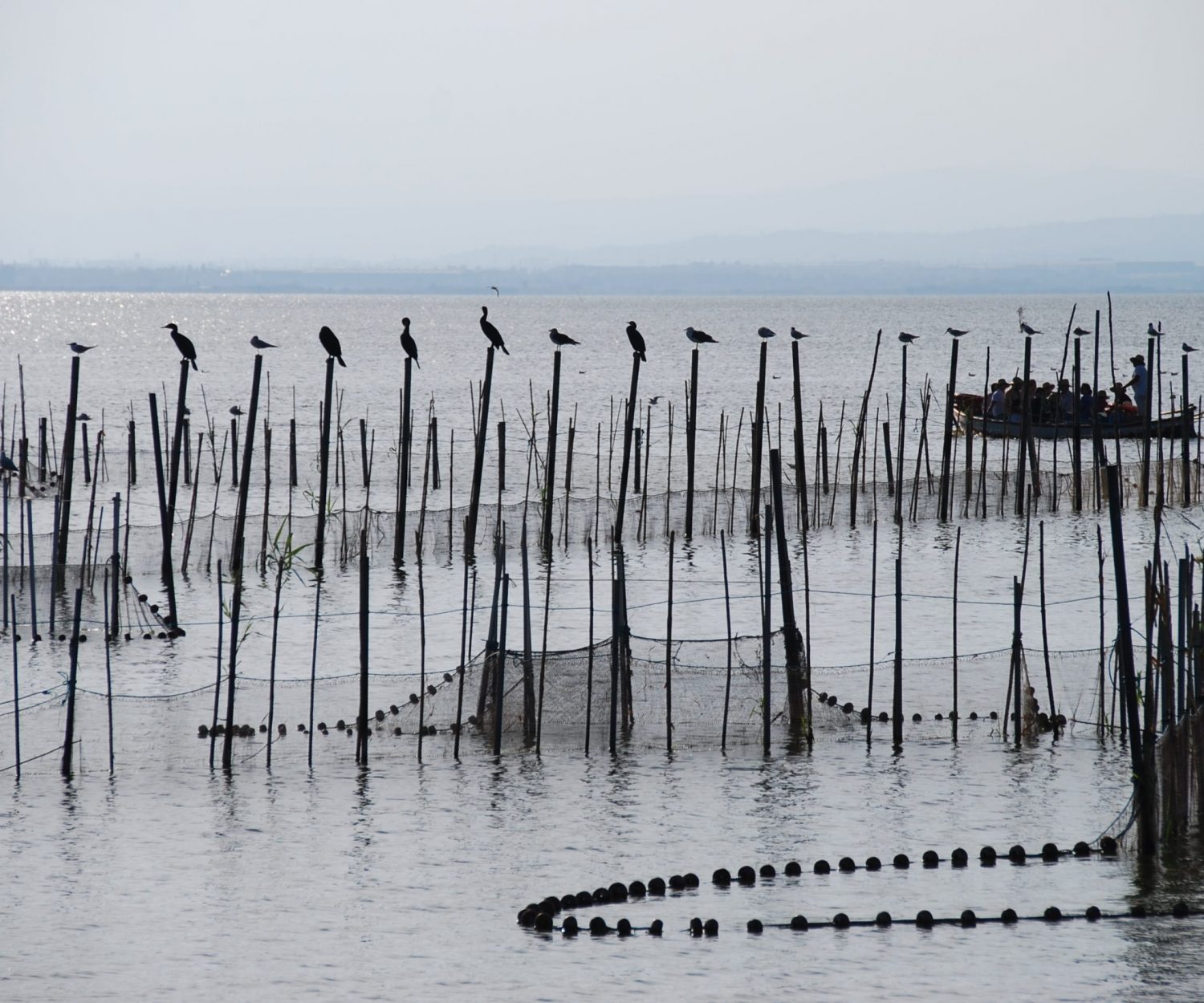 Foto cedida por parque natural de La Albufera.